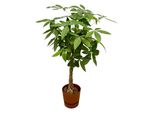 Pachira Aquatica Con Vaso Elho Greenville Round Marrone - 160 Cm - Ø30