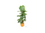 Combi Deal - Monstera Pertusum Xl Inclusief Elho Jazz Round Geel Ø26 - 120 Cm