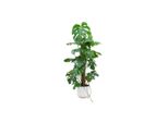 Combi Deal - Monstera Pertusum Xl Inclusief Elho Jazz Round Wit Ø26 - 120 Cm