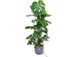 Combi Deal - Monstera Pertusum Xl Inclusief Elho Jazz Round Lila Ø26 - 120 Cm