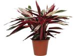 Everyplants Calathea Triostar (Stromanthe) - 80 Cm, Ø 19 Cm