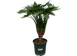 Alocasia Cucullatta - Foglia Di Freccia Di Rame - Pianta D'appartamento - ↕120 Cm - Ø26Cm