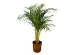 Palma Areca - ↨130Cm - Ø24Cm Inclusief Elho Greenville Round Bruin D30Xh28