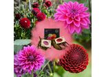 Miscela Di Bulbi Da Fiore - Dalie Natal E Dalie Blue Bell - 2 Pezzi