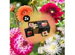 Bulbi Da Fiore - Scatola - Set Di 4 Dalie Olandesi - Per Oltre 1M²