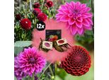 Miscela Di Bulbi Da Fiore - Gerard's Darlings, 12 Bulbi Di Dahlia Natal E 12 Bulbi Di Dahlia Blue Bell Per 4 M²