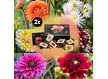 Bulbi Da Fiore - Scatola - Set Di 6 Dalie Olandesi - Oltre 2 M²