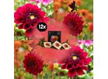 Bulbo Da Fiore - Dalia - Ondata Di Calore - Tuberi Per 2 M² - Grandi Fiori Rosso Intenso - 12 Pezzi