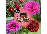 Miscela Di Bulbi Da Fiore Gerard's Darlings, 6 Dalie Natal E 6 Dalie Blue Bell Per 2 M²