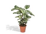 Calathea Whitestar - Pianta Di Pavone Di Facile Manutenzione In Vaso Da 19 Cm, Altezza 50 Cm - Ideale Per La Casa!