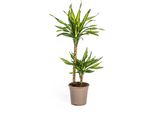 Dracaena Deremensis Rikki Ø19 Cm - ↕80 Cm