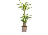 Dracaena Deremensis Rikki Pianta Da Appartamento Ø21Cm - Altezza 100Cm - Eleganza Verde Di Facile Manutenzione