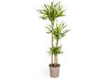 Dracaena Deremensis Rikki Pianta Da Appartamento Ø24Cm - Altezza 140Cm, Pianta Elegante E Facile Da Curare