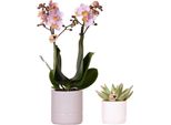 Kolibri Company | Set Di Piante San Valentino "Pastel Pink"" | Orchidea Phalaenopsis Rosa Del Portogallo E Pianta Grassa, Inclusi Vasi Decorativi In Ceramica"