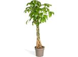 Lucky Chestnut - Pachira Aquatica - Pianta Da Appartamento - Ø30 Cm - Altezza 170-180 Cm - Fusto Intrecciato E Foglie Lucide - Esotica E Facile Da Curare