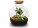 Giardino In Bottiglia - Terrario Fai Da Te "Fat Joe Red"" - Ø29 X H30 Cm - Terrario Autosufficiente Con Calathea, Fittonia E Muschio - Set Da Giardino Indoor Sostenibile"