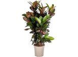 Codiaeum 'Croton' Iceton - Arbusto Meraviglioso - Pianta D'appartamento - Ø 24 Cm - Altezza 80-100 Cm - Foglie Colorate E Coriacee - Ideale Per Ambienti Luminosi