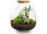 Set Da Giardino In Bottiglia Emma - Terrario Ø23Cm - Altezza 25Cm - Include Rosa Bonsai, Muschio, Terriccio E Istruzioni - Mini Ecosistema Autosufficiente - Idea Regalo
