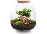 Giardino In Bottiglia - Emma - Kit Fai Da Te - ↑25Cm - Ø23Cm - Rosso Caffè - Terrario Vegetale Con Piante E Accessori - Autosufficiente E Sostenibile