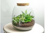 Terrario In Bottiglia Emma Mini Kit Fai Da Te - Ø19Cm X ↑20Cm - Terrario Vegetale Con Fittonia White Tiger E Felce - Mini Giungla Sostenibile Per Casa E Ufficio