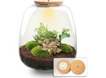 Set Da Giardino In Bottiglia Fai Da Te Emma - Terrario Con Led - Ø23Cm - Altezza 25Cm - Incl. Hedera Pink, Muschio, Terriccio E Istruzioni - Mini Ecosistema Autosufficiente