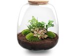Set Da Giardino In Bottiglia Emma - Terrario Ø23Cm - Altezza 25Cm - Con Hedera Pink, Muschio, Terriccio E Istruzioni - Terrario Chiuso Per Piante - Regalo Sostenibile