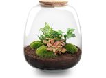 Emma Bottle Garden - Kit Terrario Vegetale Fai Da Te - Ø23Cm X 25Cm Di Altezza - Hedera Red - Mini Terrario Della Giungla Sostenibile E Autosufficiente Con Istruzioni