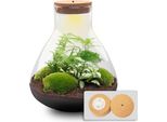 Terrario Da Giardino In Bottiglia Fai Da Te Sam Xl 35Cm Con Led - Terrario Autosufficiente Con Fittonia, Asparagi, Felci E Muschio - Mini Giungla Sostenibile Per Casa E Ufficio