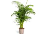 Dypsis Areca Lutescens - Palma Da Frutto Dorata - Pianta Da Appartamento - Ø27 Cm - Altezza 150-170 Cm - Foglie Tropicali E Piumate - Ideale Per Soggiorni E Uffici
