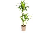 Drago - Dracaena Deremensis Lisa - Pianta D'appartamento - Ø21Cm - Altezza 90-110Cm - Foglie Lucide Verde Scuro - Facile Da Curare Ed Elegante - Per Il Soggiorno E L'ufficio