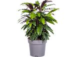 Calathea Rufibarba - Pianta Da Appartamento - Ø27Cm - Altezza Circa 60-80Cm - Foglie Vellutate Con Parte Inferiore Viola - Purificante Dell'aria E Facile Da Curare - Ideale Per Interni