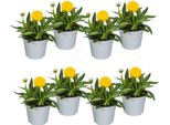 Coreopsis Grandiflora - Ø13 Cm - Altezza 25-35 Cm - 8 Piante - Perenne Gialla Per Aiuole Soleggiate - Fioritura Estiva - Pianta Rustica In Assortimento