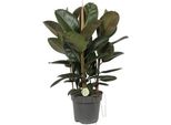 Ficus Robusta - Albero Della Gomma - Pianta D'appartamento - Ø27Cm - ↕90Cm - Grande Pianta Sempreverde Con Foglie Lucide Per Soggiorno E Ufficio