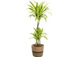 Dracaena Deremensis Lemon Lime Con Cesto - Altezza 90-110Cm - Ø21Cm - Pianta D'appartamento Tropicale Con Fogliame Bicolore - Facile Da Curare E Purificante Dell'aria - Ideale Per Casa E Ufficio