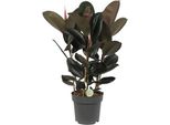 Albero Della Gomma - Ficus Abidjan - Pianta Tropicale Da Appartamento - Ø27Cm - ↕90Cm - Grandi Foglie Verdi - Pianta Di Facile Manutenzione Per Soggiorno E Ufficio