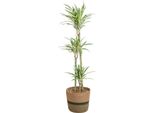 Dracaena Deremensis White Stripe Con Cesto - Altezza 130-150 Cm - Ø 24 Cm - Elegante Pianta Da Appartamento Con Fogliame Bicolore - Facile Da Curare E Purificante Dell'aria Per Casa E Ufficio