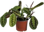 Pianta Da Appartamento Maranta Leuconeura Fascinator - Pianta Da Preghiera - Ø12Cm - Altezza 30Cm - Pianta Ornamentale Tropicale Di Facile Cura Per Interni - Foglie Decorative Con Venature Rosse