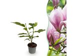 Magnolia George Henry Kern – 12 Cm – Altezza Circa 30 Cm – Fiori Profumati Rosa – Arbusto Ornamentale Deciduo – Facile Da Curare Per Aiuole, Balconi E Terrazze