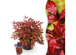 Bambù Sacro Nandina Blush Pink – 17 Cm Di Altezza, Circa 40 Cm – Sempreverde E Con Foglie Che Cambiano Colore – Foglie Rosa Scuro Per Aiuole, Balconi E Terrazze – Arbusto Ornamentale Decorativo Di Facile Manutenzione