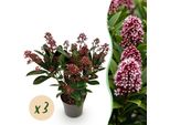 Skimmia Japonica Rubella – 3 Piante 10,5 Cm Di Altezza Circa 25 Cm – Fioritura Rossa – 10+ Fiori – Resistente Al Freddo E Sempreverde – Ideale Per Aiuole, Balconi E Terrazze