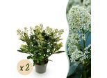 Skimmia Japonica Finchy – 2 Piante Alte 15 Cm, Larghe Circa 30 Cm – Fioritura Bianca – 15+ Fiori – Resistente Al Freddo E Sempreverde – Profumata