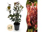 Fotinia Photinia Little Red Robin – 8 Piante Per 1 Metro Lineare Di Siepe – Arbusto Sempreverde – 9 Cm – Altezza 30–35 Cm – Germogli Rossi Primaverili E Fogliame Lucido Per Giardino E Terrazza