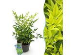 Bambù Sacro Nandina Lemon & Lime – Altezza 17 Cm, Larghezza Circa 45 Cm – Sempreverde E Dai Colori Intensi – Fogliame Giallo-Verde – Arbusto Ornamentale Decorativo Di Facile Manutenzione