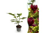 Magnolia Genie – 12 Cm – Altezza Circa 30 Cm – Magnolia Deciduo Con Grandi Fiori Primaverili Di Colore Viola – Facile Da Curare Per Aiuole, Balconi E Terrazze
