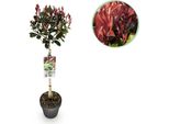 Fotinia Photinia Fraseri Little Red Robin – 19 Cm Di Altezza, Circa 90 Cm – Sempreverde E Resistente Al Freddo – Fogliame Verde-Rosso – Arbusto Ornamentale