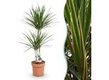 Dracaena Marginata – Albero Del Drago – 21 Cm – Altezza 90–100 Cm – Pianta Da Appartamento Verde-Rossa Di Facile Manutenzione Per Ambienti Abitativi Moderni E Uffici