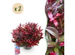 Leucothoe Zeblid – 2 Piante Alte 17 Cm, Larghe Circa 45 Cm – Sempreverde E Dai Colori Intensi – Fogliame Rosso – Arbusto Ornamentale Decorativo Di Facile Manutenzione