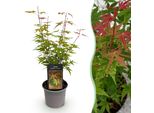 Acero Acer Palmatum Phoenix – 12 Cm – Altezza Circa 35 Cm – Germogli Rosa E Fiori Rossi – Arbusto Ornamentale Deciduo Di Facile Manutenzione Per Aiuole, Balconi E Terrazze
