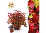 Nandina Blush Pink – 2 Piante Alte 17 Cm, Larghezza Circa 40 Cm – Sempreverde E Cangiante – Fogliame Rosa Scuro Per Aiuole, Balconi E Terrazze – Arbusto Ornamentale Decorativo Di Facile Manutenzione