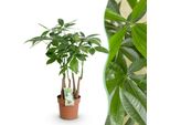 Pachira Aquatica A Più Fusti – 50-55 Cm – 17 Cm – Albero Dei Soldi Facile Da Curare – Pianta Verde Da Interno Per Soggiorno, Ufficio E Camera Da Letto – Simbolo Di Fortuna E Armonia